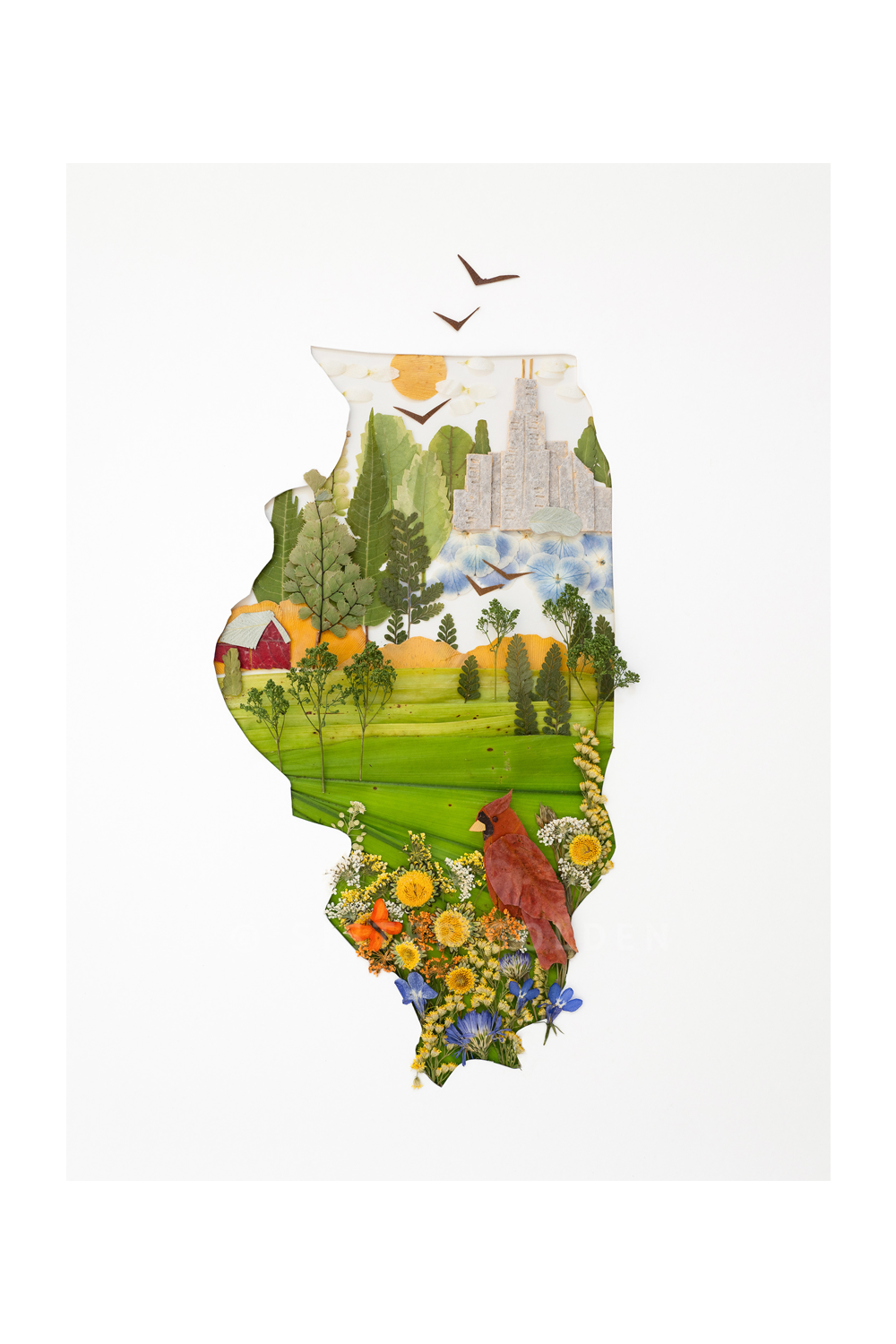 "Illinois" Flower Print